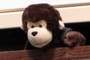 Cuddly monkey inspects the pictures