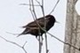 Starling