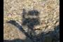 Camera, Gigapan, Gorillapod Shadow