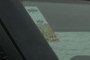 LRCH stickers