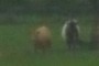 goats