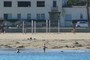 Girls in bikinis playing frisbee