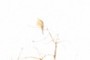 mourning dove