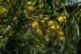 Lemons