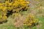 Blackford Hill