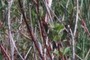 Red Osier Dogwood