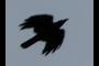 Raven?