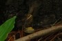 super fast snail!
