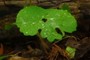 bloodroot and raindrops