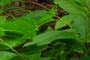 Ceapea nemoralis