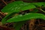 non Ceapea snail