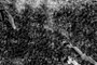Seeder hiccup NDVI