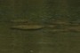 Submerged Erratics