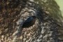 Eye See U