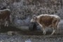 YAK