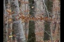 36117-210x140