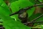 snail