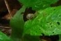 another snail