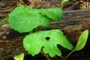 bloodroot