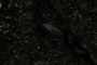 pill bug