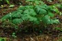 bloodroot