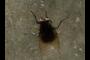 Housefly