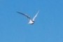 Tern flying over water.