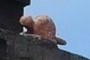 Beaver