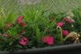 Impatiens