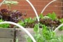 Bed of lettuce
