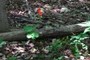 bloodroot