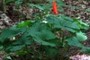bloodroot