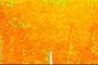 NDVI