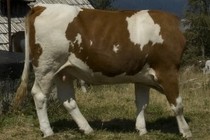 2718-210x140