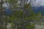 Limber Pine