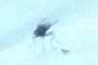 fly