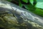phantom snail!