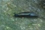 slug