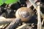 tiny snail