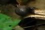 snail