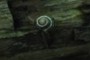 Cepaea nemoralis