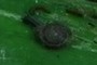little snail