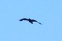 Crow