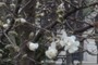 Apple blossoms