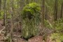 Mossy rock