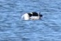 Loon