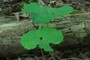 bloodroot
