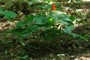 bloodroot
