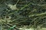 earthworm castings