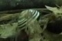 snail